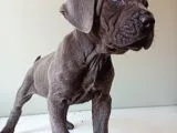 Blue Cane Corso İtalyano Puppy