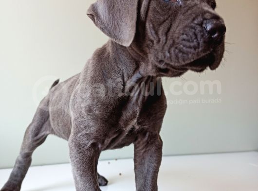 Blue Cane Corso İtalyano Puppy görsel