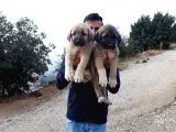 Devasa Kangal Yavruları