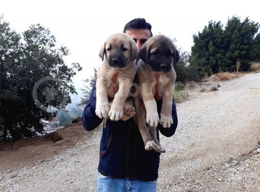 Devasa Kangal Yavruları görsel