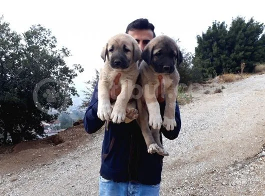 Devasa Kangal Yavruları