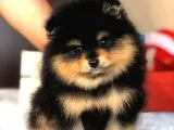 Orjinal Pomeranian Yavrumuz