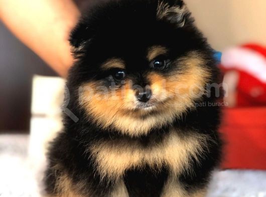 Orjinal Pomeranian Yavrumuz görsel