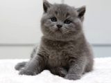 British Shorthair Yavruları