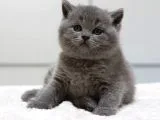 British Shorthair Yavruları