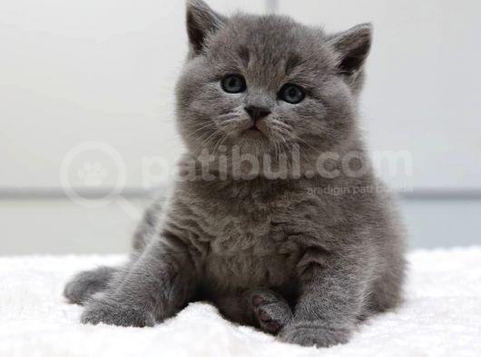 British Shorthair Yavruları görsel