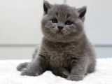 British Shorthair Yavruları