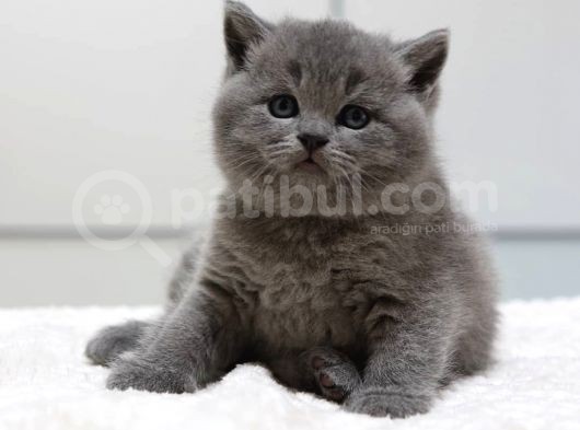 British Shorthair Yavruları görsel