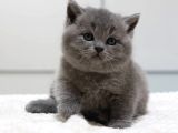 British Shorthair Yavruları