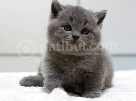 British Shorthair Yavruları görsel