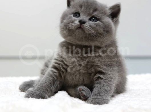 British Shorthair Yavruları görsel
