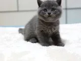 British Shorthair Yavruları