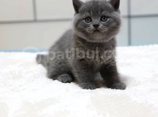 British Shorthair Yavruları görsel