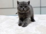 British Shorthair Yavruları