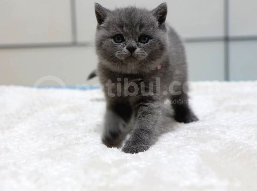 British Shorthair Yavruları görsel