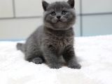 British Shorthair Yavruları