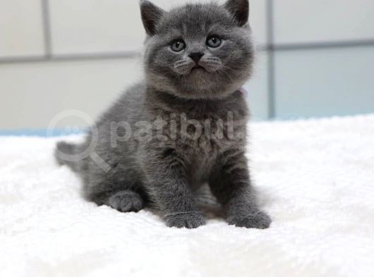 British Shorthair Yavruları görsel