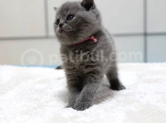 British Shorthair Yavruları görsel
