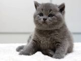 British Shorthair Yavruları