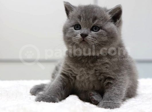 British Shorthair Yavruları görsel