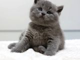 British Shorthair Yavruları