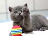 British Shorthair Yavruları