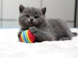 British Shorthair Yavruları