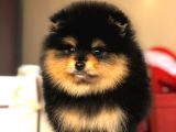 Orjinal Pomeranian Yavrumuz