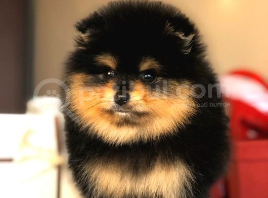 Orjinal Pomeranian Yavrumuz görsel