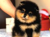 Orjinal Pomeranian Yavrumuz