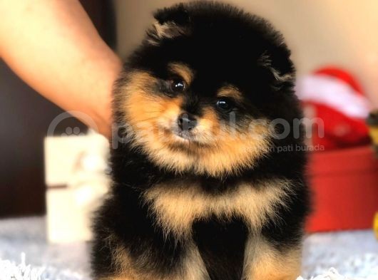Orjinal Pomeranian Yavrumuz görsel
