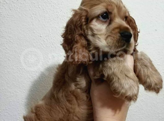 Sevimli Cocker Yavruları görsel