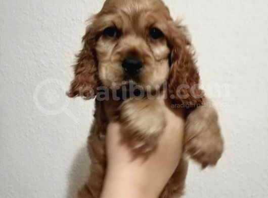 Sevimli Cocker Yavruları görsel