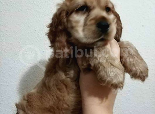 Sevimli Cocker Yavruları görsel