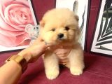 Teddy Bear Fac Pomeranian Yavrularımız