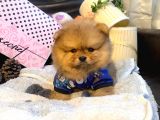 Teddy Bear Fac Pomeranian Yavrularımız
