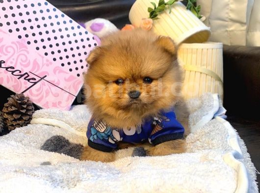 Teddy Bear Fac Pomeranian Yavrularımız görsel