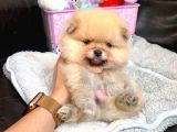 Teddy Bear Fac Pomeranian Yavrularımız