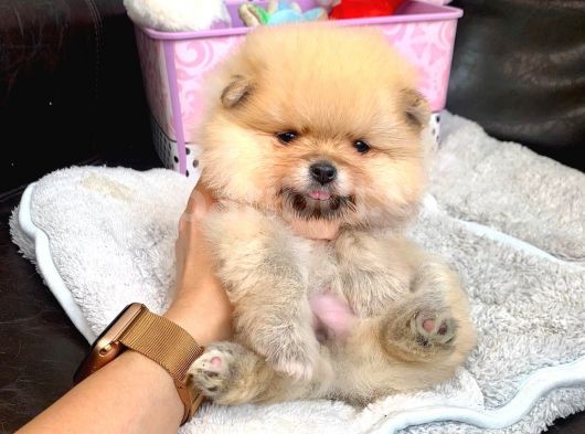 Teddy Bear Fac Pomeranian Yavrularımız görsel