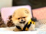 Teddy Bear Fac Pomeranian Yavrularımız