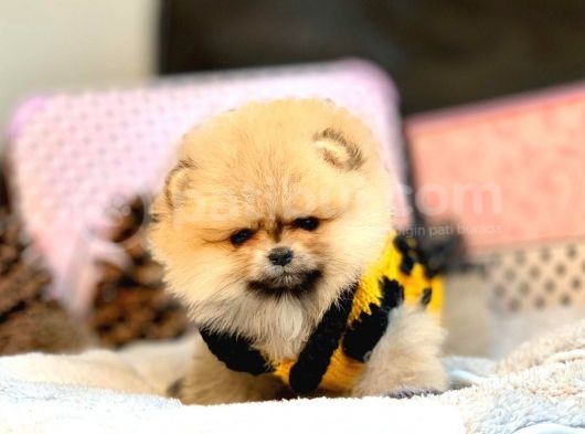 Teddy Bear Fac Pomeranian Yavrularımız görsel