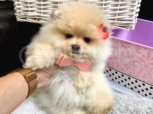 Teddy Bear Fac Pomeranian Yavrularımız görsel