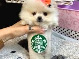 Teddy Bear Fac Pomeranian Yavrularımız