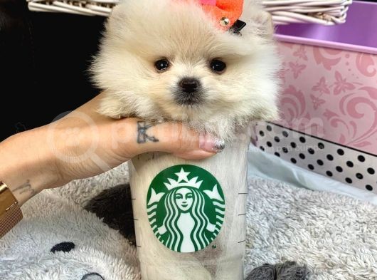 Teddy Bear Fac Pomeranian Yavrularımız görsel