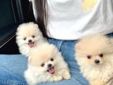 Teddy Bear Fac Pomeranian Yavrularımız