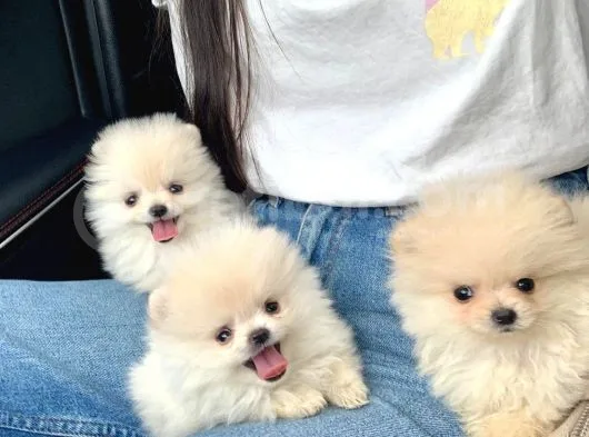 Teddy Bear Fac Pomeranian Yavrularımız