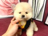 Teddy Bear Face Pomeranian Yavrularımız