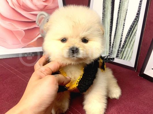 Teddy Bear Face Pomeranian Yavrularımız görsel