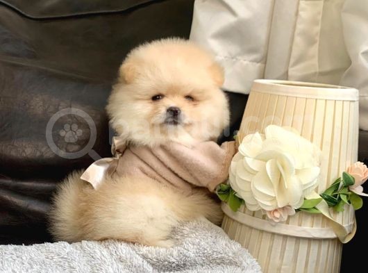 Teddy Bear Face Pomeranian Yavrularımız görsel