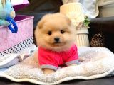 Teddy Bear Face Pomeranian Yavrularımız